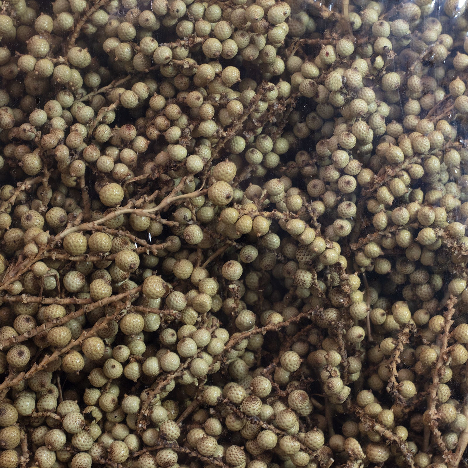 Canella normal - 250 Stück/Box - natur