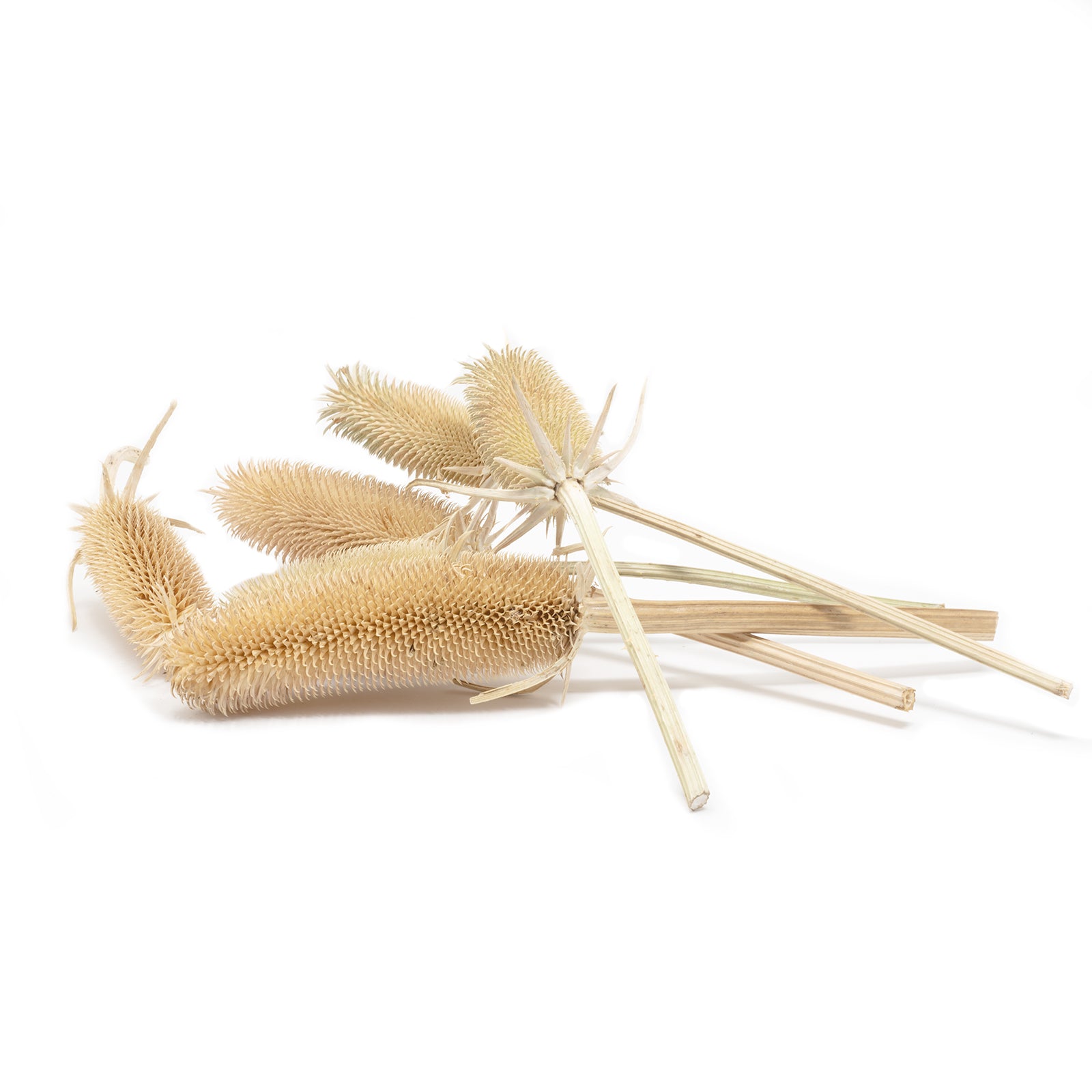 Kardendisteln - ca. 1 kg - Länge ca. 7-13 cm - natur