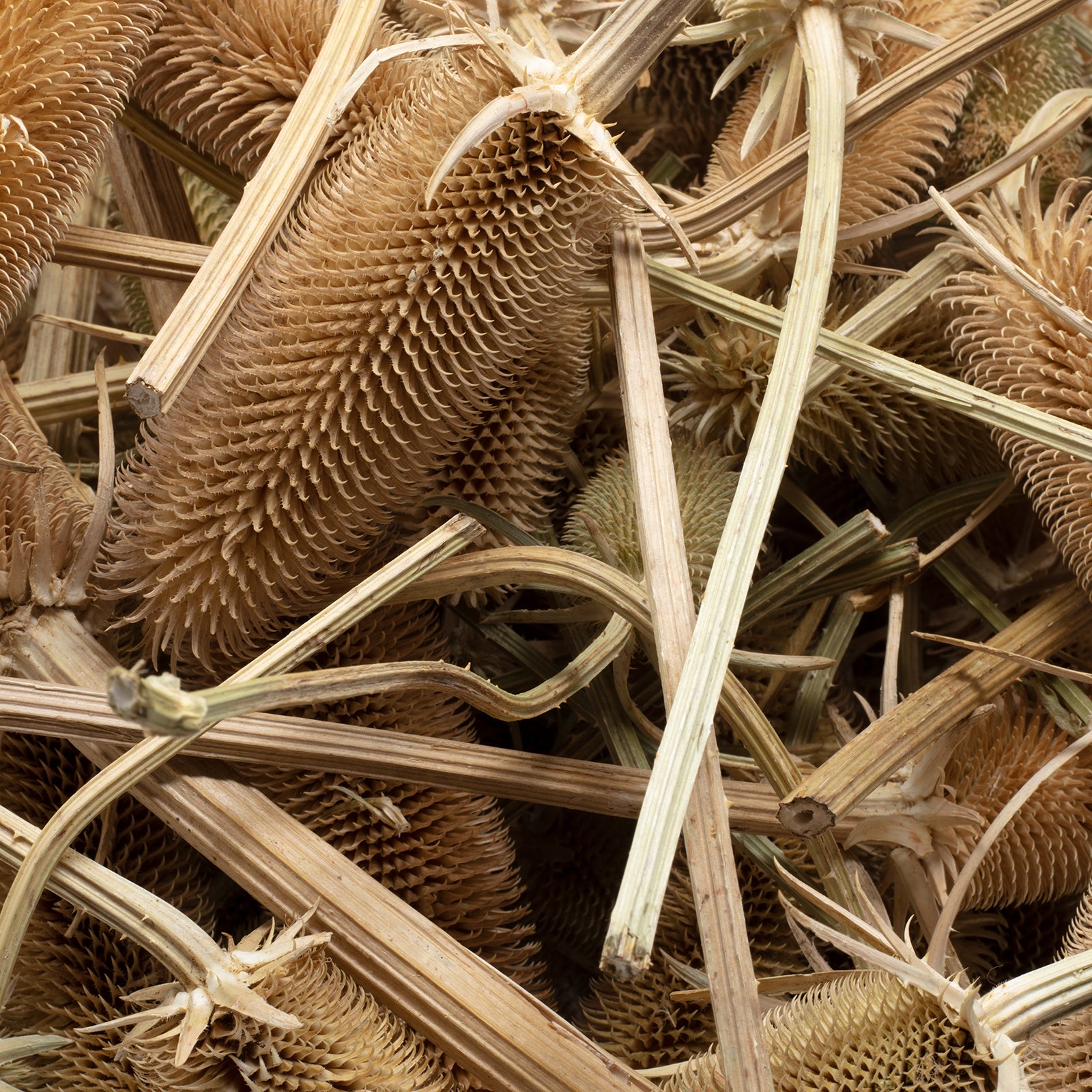 Kardendisteln - ca. 1 kg - Länge ca. 7-13 cm - natur