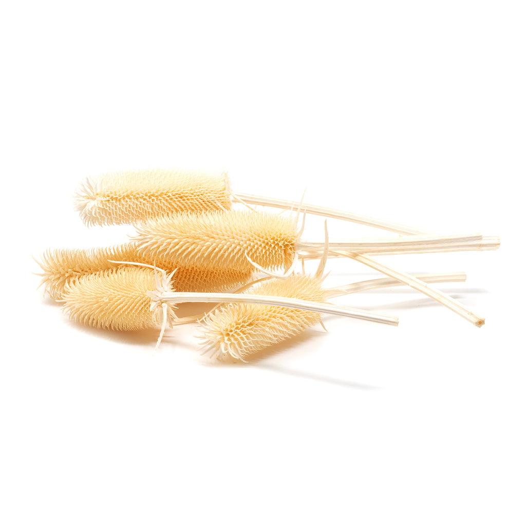 Kardendisteln - ca. 100 g - Länge ca. 7-13 cm - gebleicht