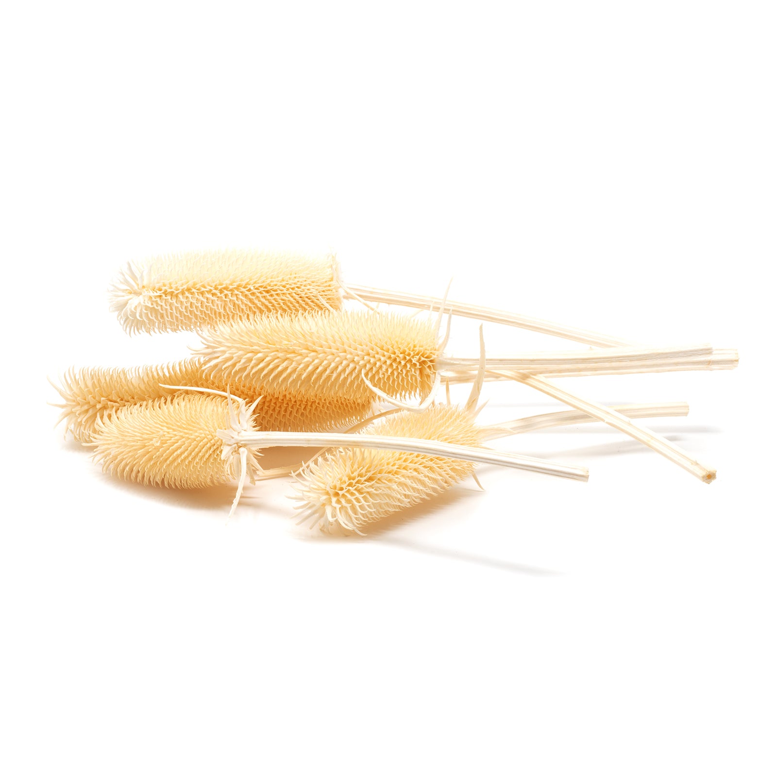 Kardendisteln - ca. 100 g - Länge ca. 7-13 cm - gebleicht