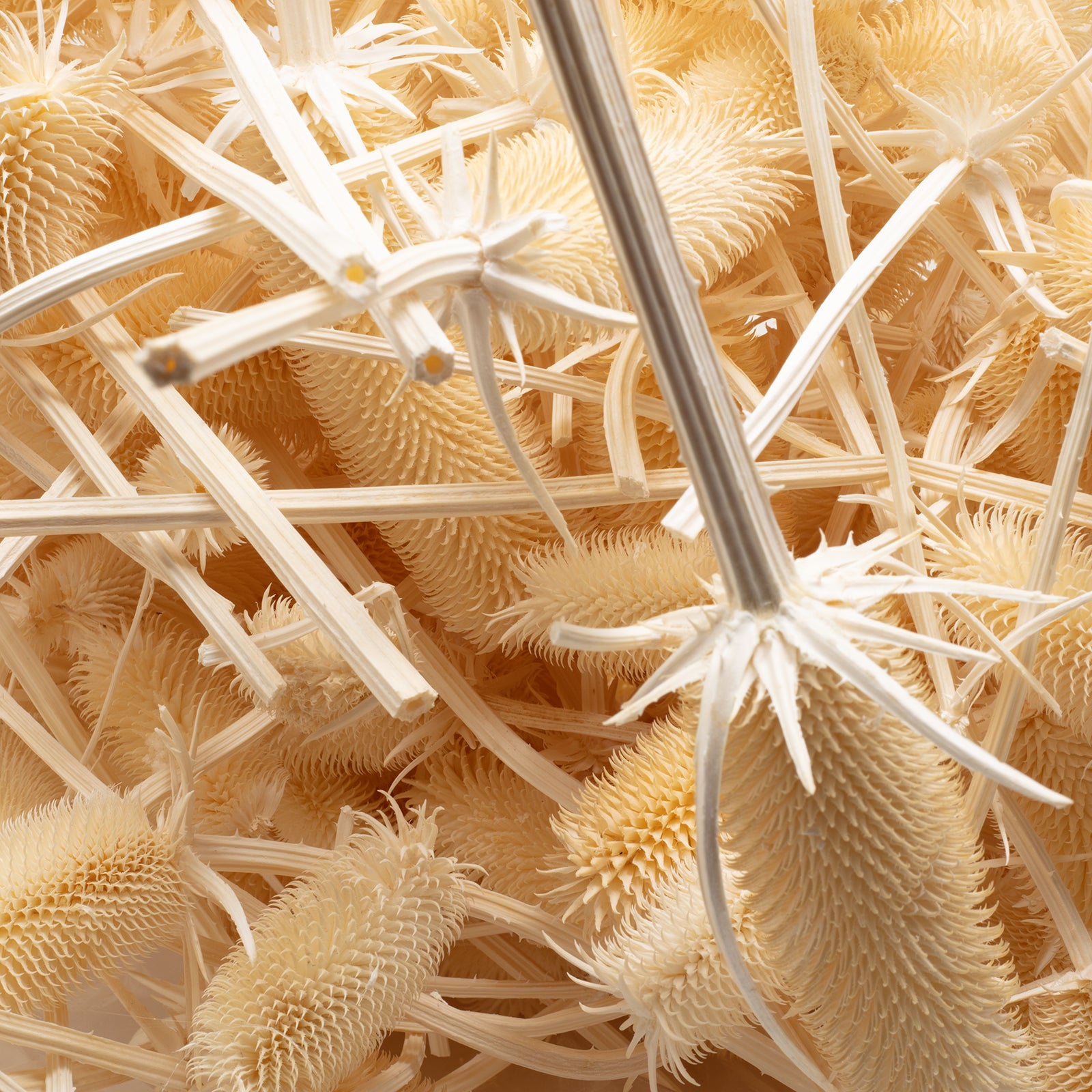 Kardendisteln - ca. 100 g - Länge ca. 7-13 cm - gebleicht