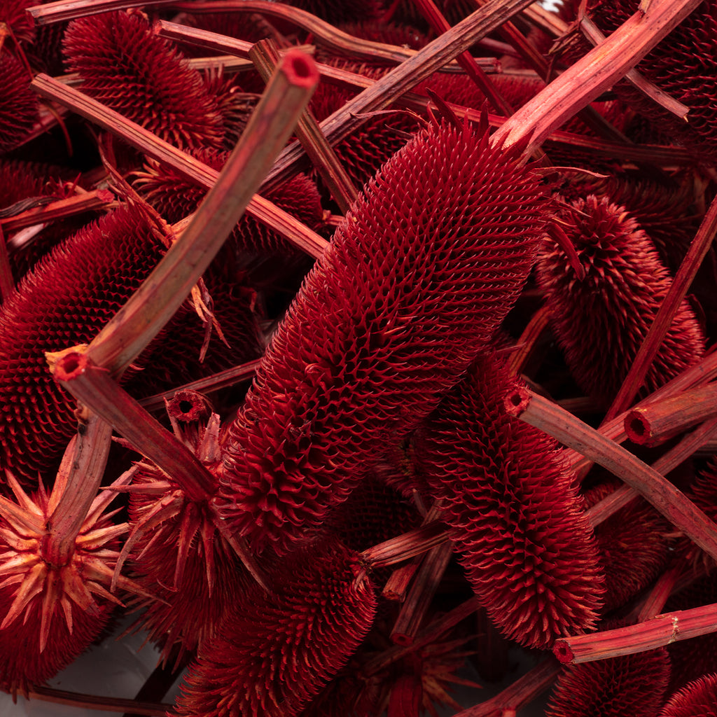 Kardendisteln - ca. 1 kg - Länge ca. 7-13 cm - rot