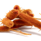 Kardendisteln - ca. 1 kg - Länge ca. 7-13 cm - orange