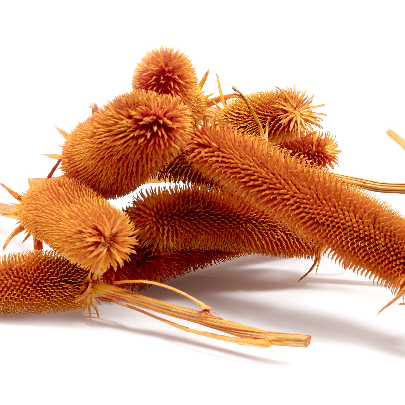 Kardendisteln - ca. 1 kg - Länge ca. 7-13 cm - orange