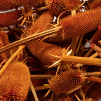 Kardendisteln - ca. 1 kg - Länge ca. 7-13 cm - orange