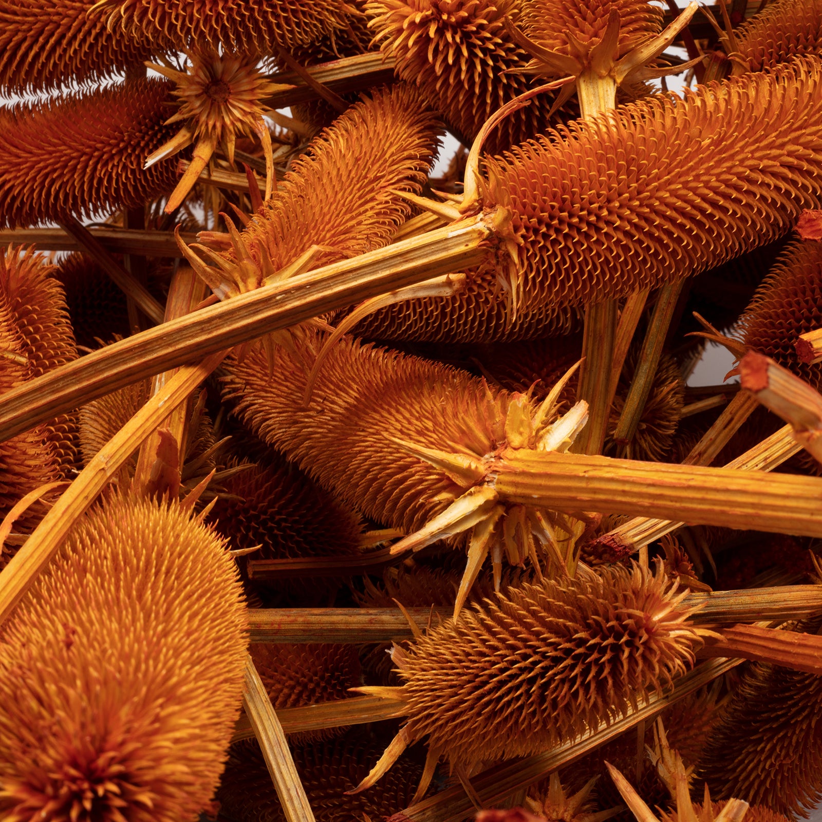 Kardendisteln - ca. 1 kg - Länge ca. 7-13 cm - orange