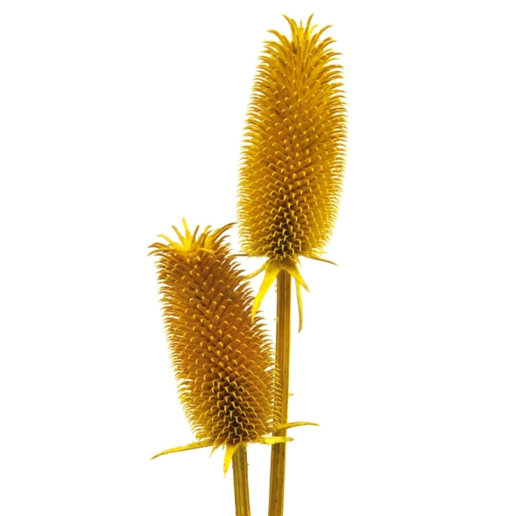 Kardendisteln - ca. 1 kg - Länge ca. 7-13 cm - gelb
