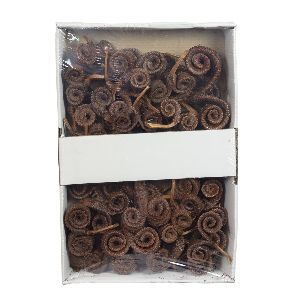 Palmmale-Zweige - 50 Stück - natur lackiert