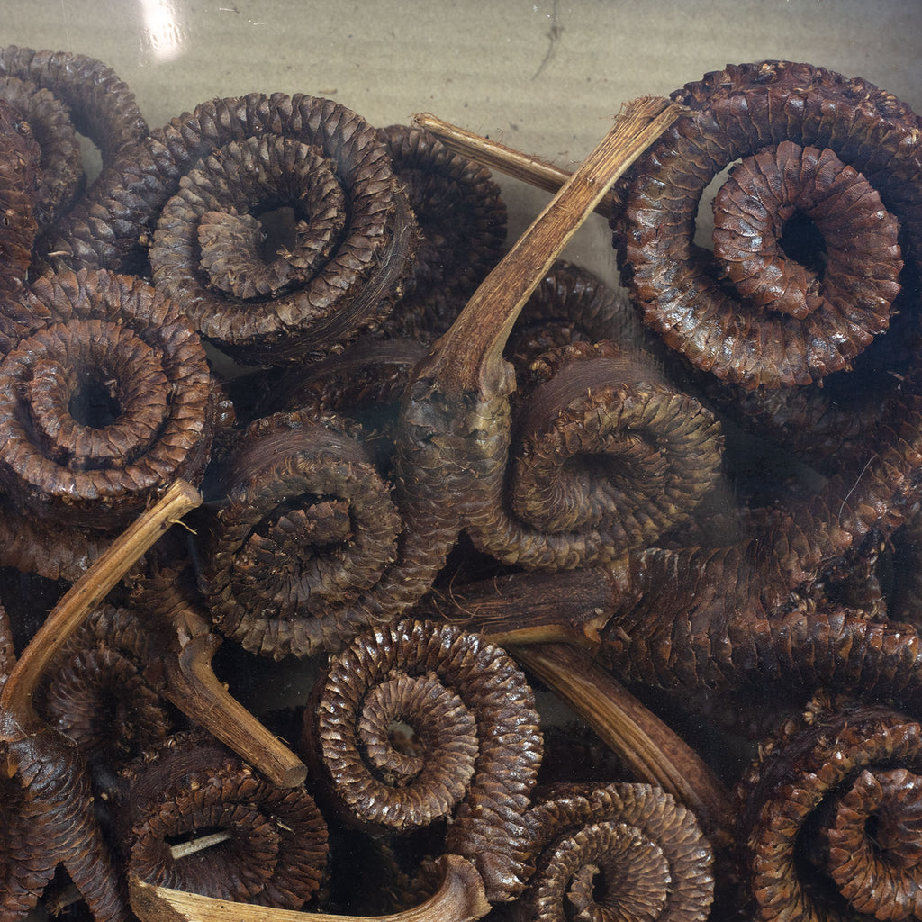 Palmmale-Zweige - 50 Stück - natur lackiert