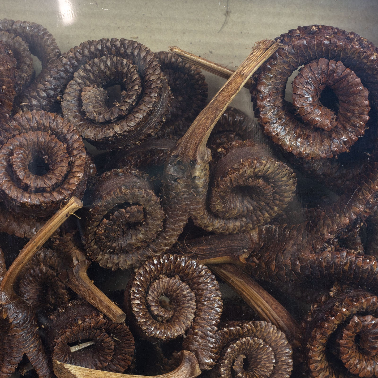 Palmmale-Zweige - 50 Stück - natur lackiert