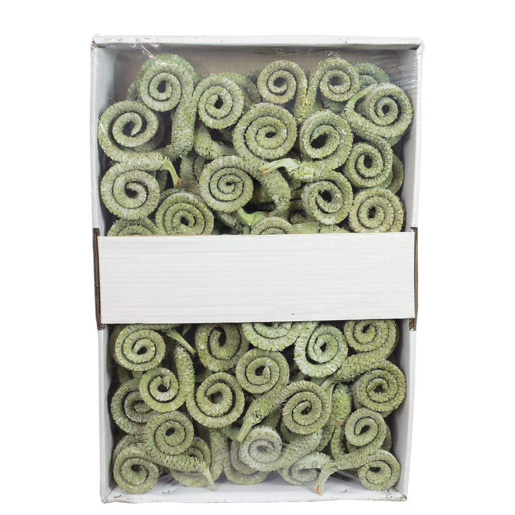 Palmmale-Zweige - 50 Stück - frost-grün