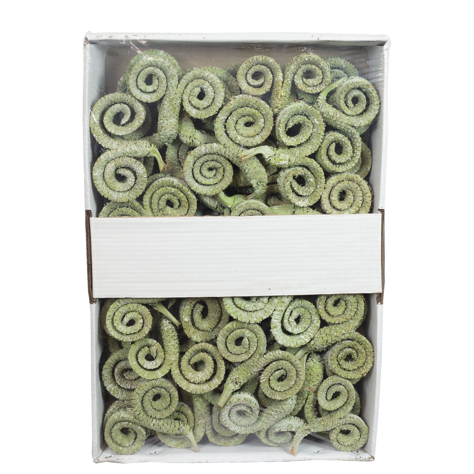 Palmmale-Zweige - 50 Stück - frost-grün