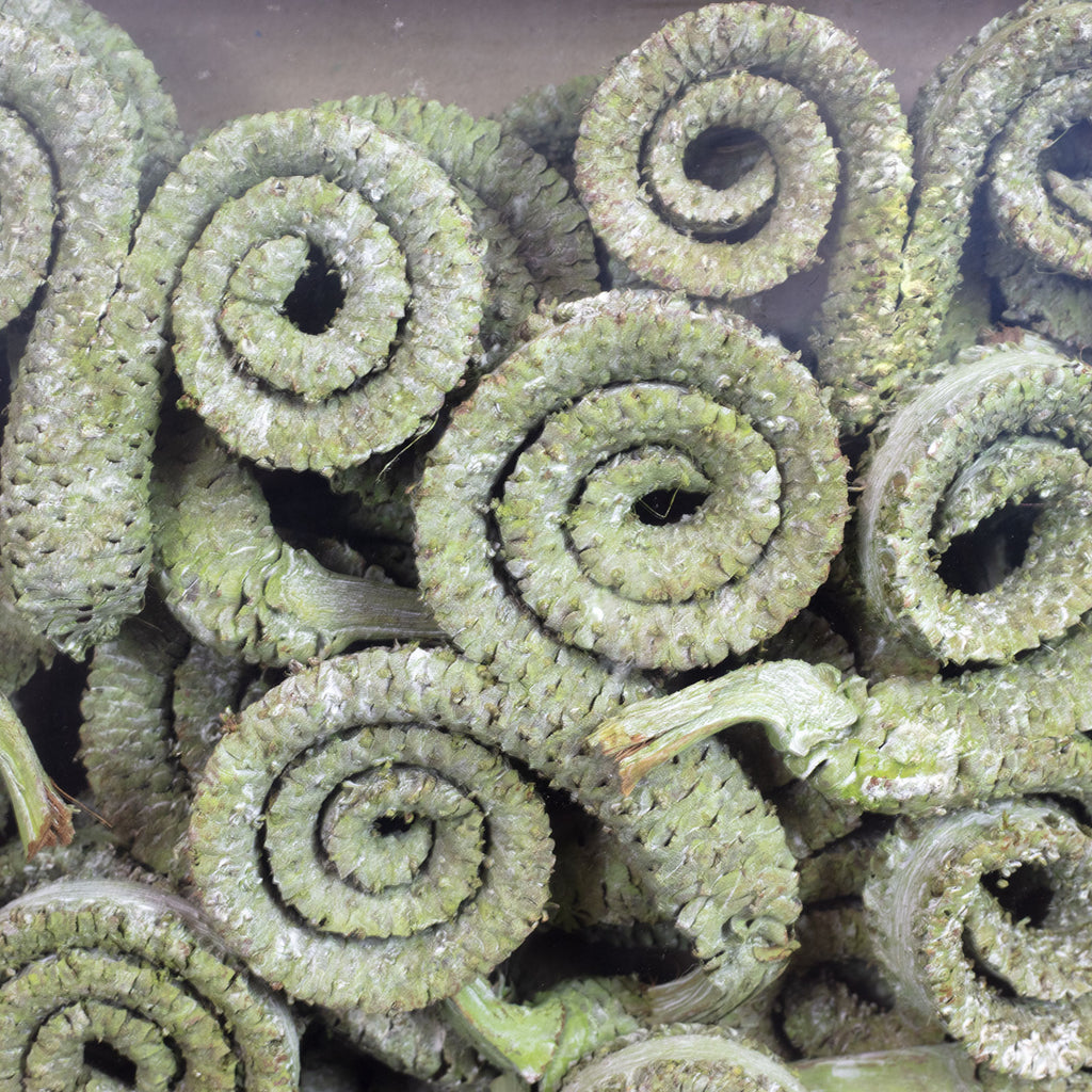 Palmmale-Zweige - 50 Stück - frost-grün