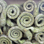 Palmmale-Zweige - 50 Stück - frost-grün