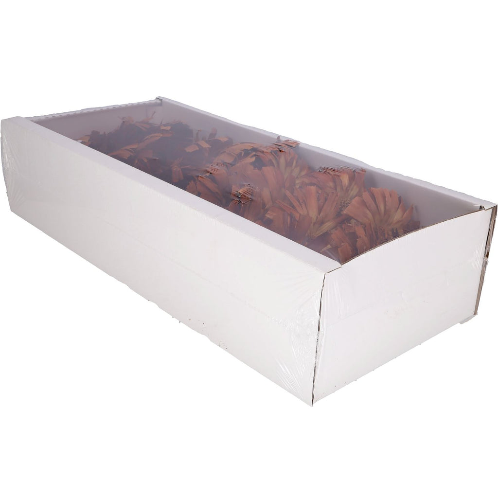 Protea Repens Rosette - groß - 30 Stück - hell