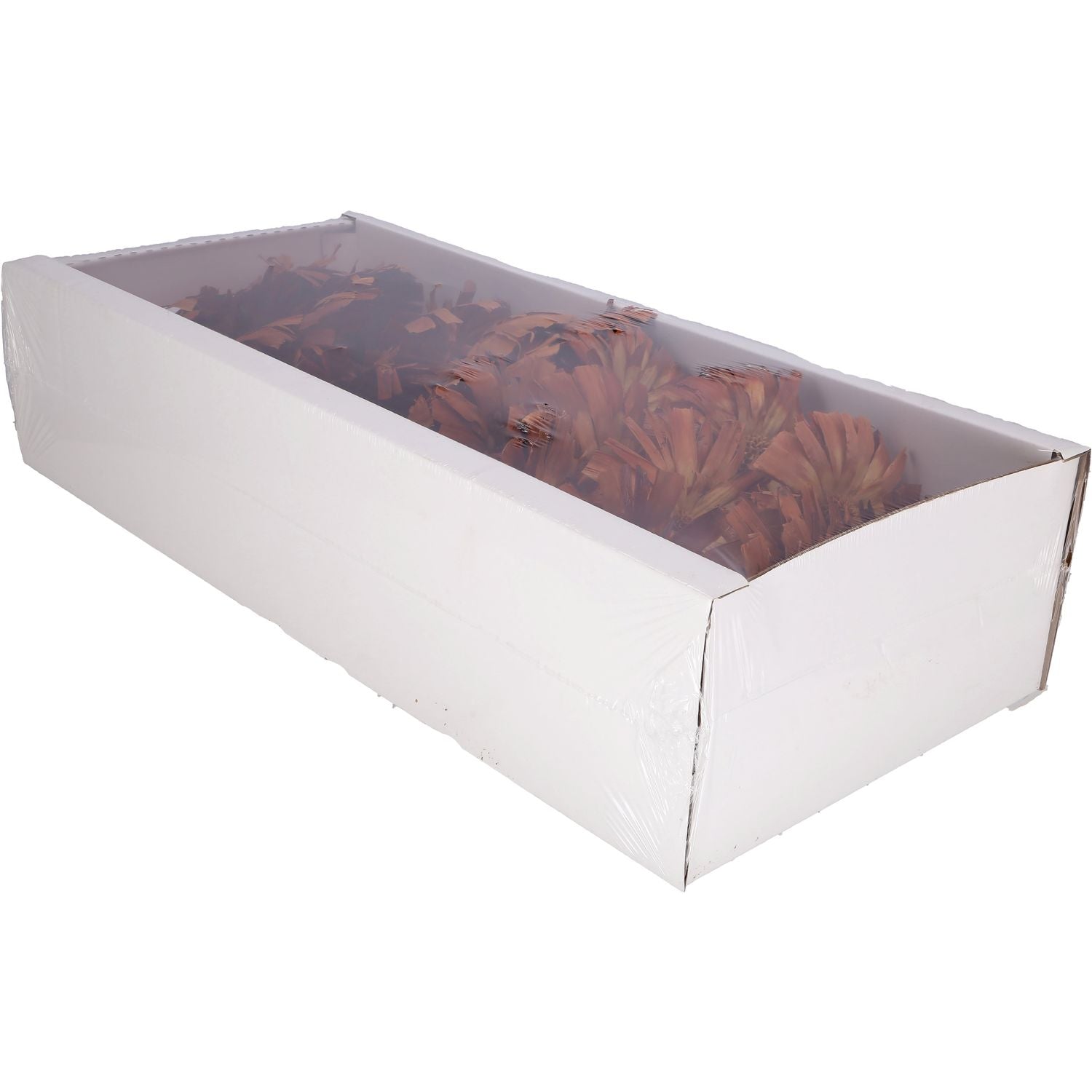 Protea Repens Rosette - groß - 30 Stück - hell