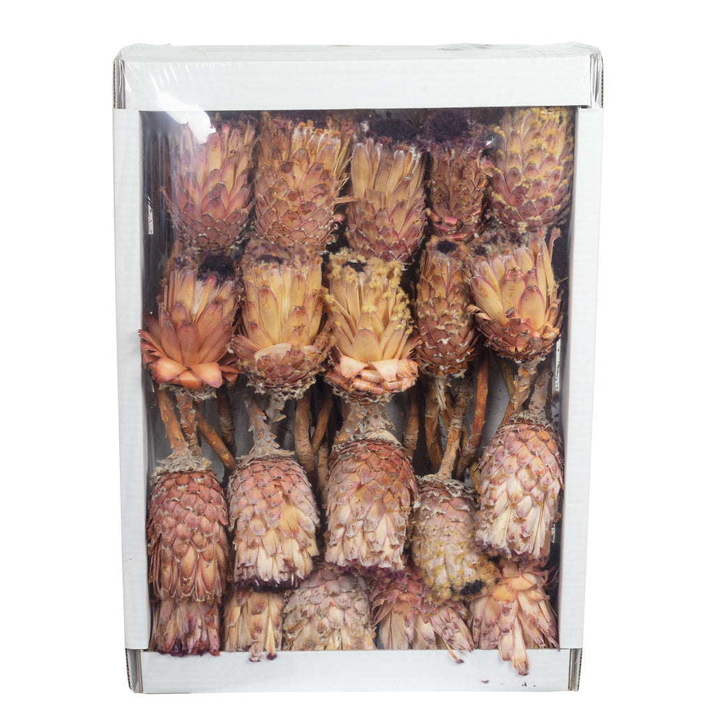 Protea Barbigera - normal - 30 Stück - pink