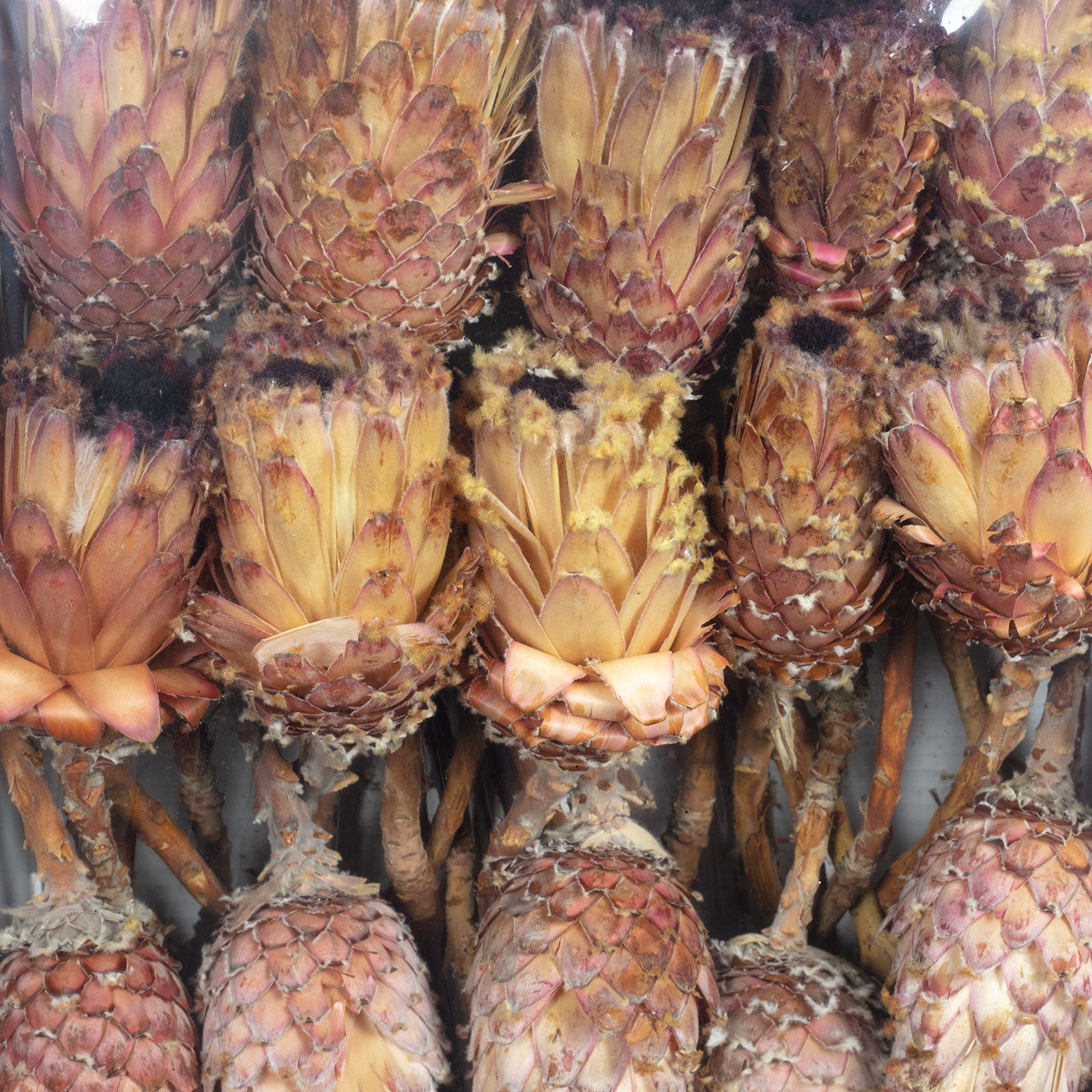 Protea Barbigera - normal - 30 Stück - pink