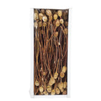 Sabulosumzweige - 3 Kopf - 40 Stück - geschwefelt