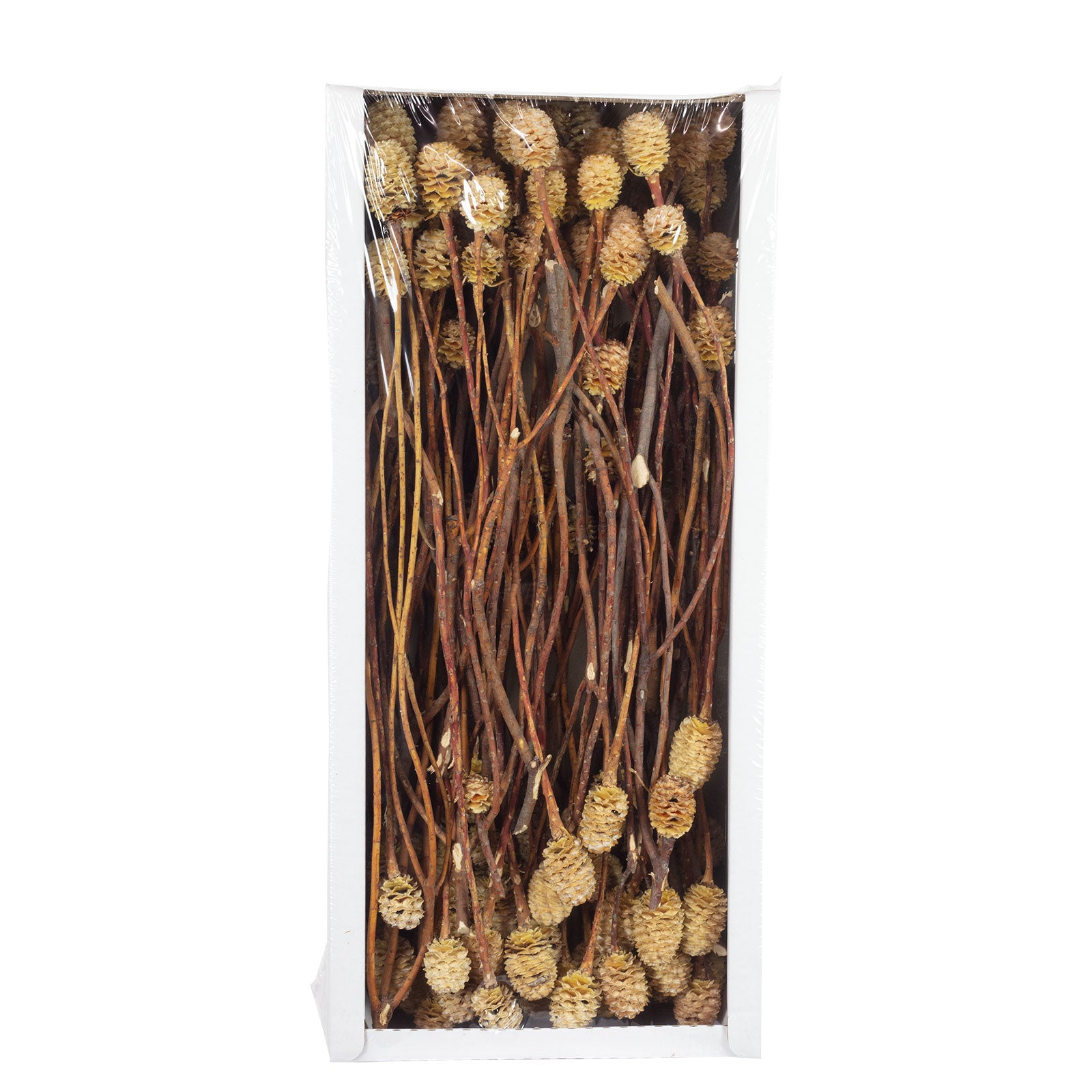 Sabulosumzweige - 3 Kopf - 40 Stück - geschwefelt