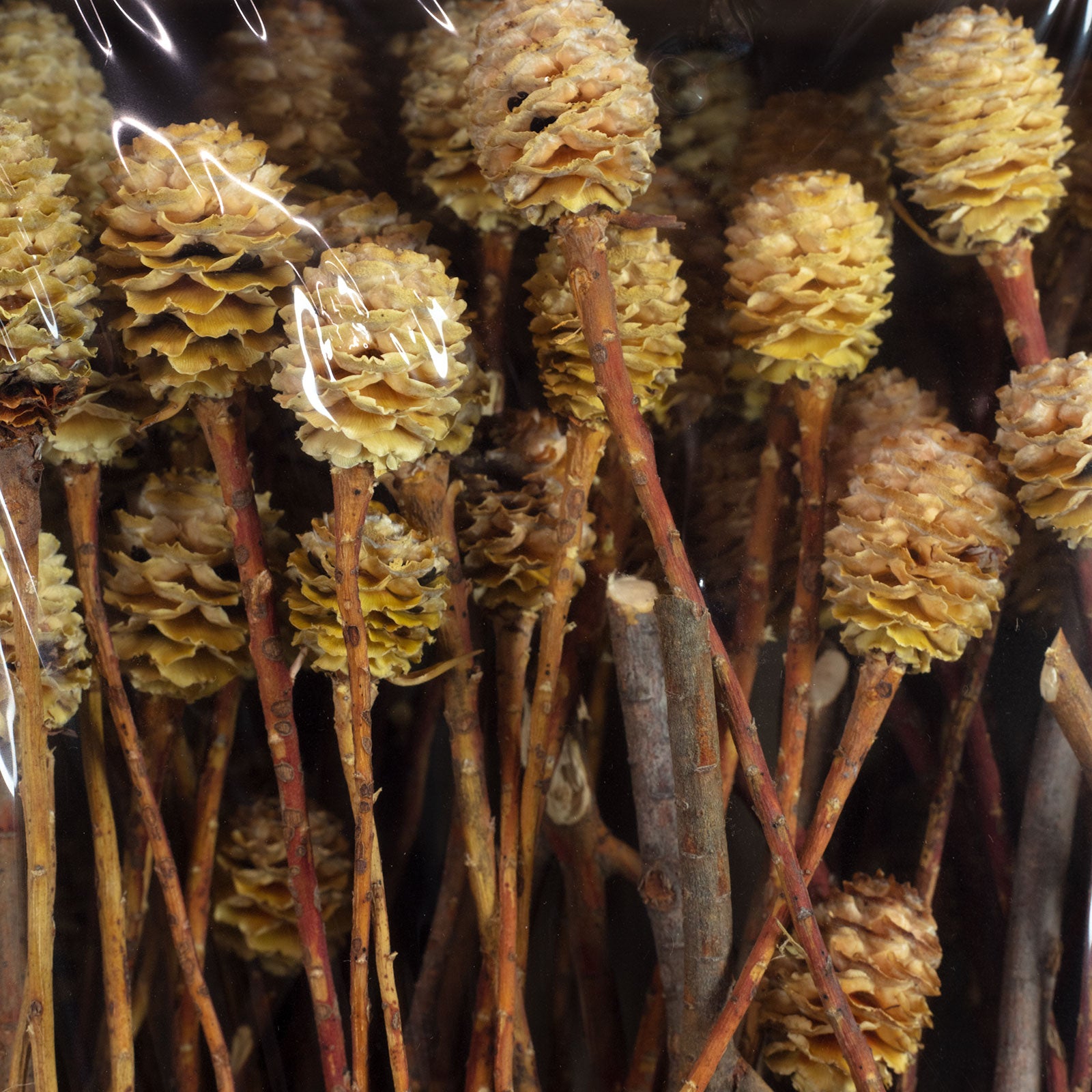 Sabulosumzweige - 3 Kopf - 40 Stück - geschwefelt