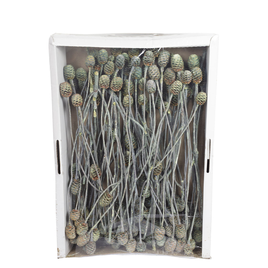 Sabulosumzweige - 3 Kopf - 50 Stück - frost-grün
