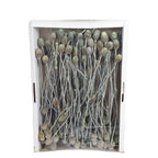Sabulosumzweige - 3 Kopf - 50 Stück - frost-grün