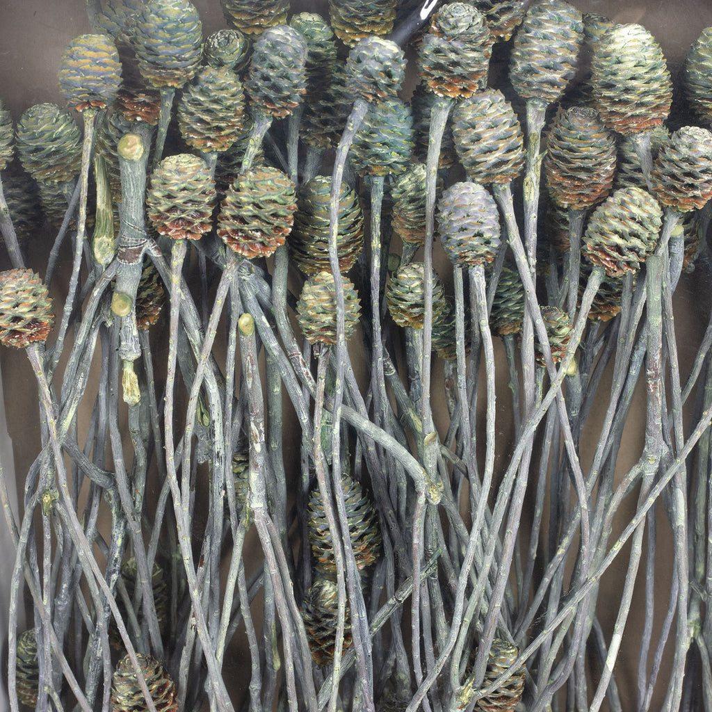 Sabulosumzweige - 3 Kopf - 50 Stück - frost-grün