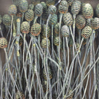 Sabulosumzweige - 3 Kopf - 50 Stück - frost-grün