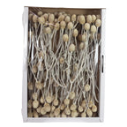 Sabulosumzweige - 3 Kopf - 50 Stück - frost-creme