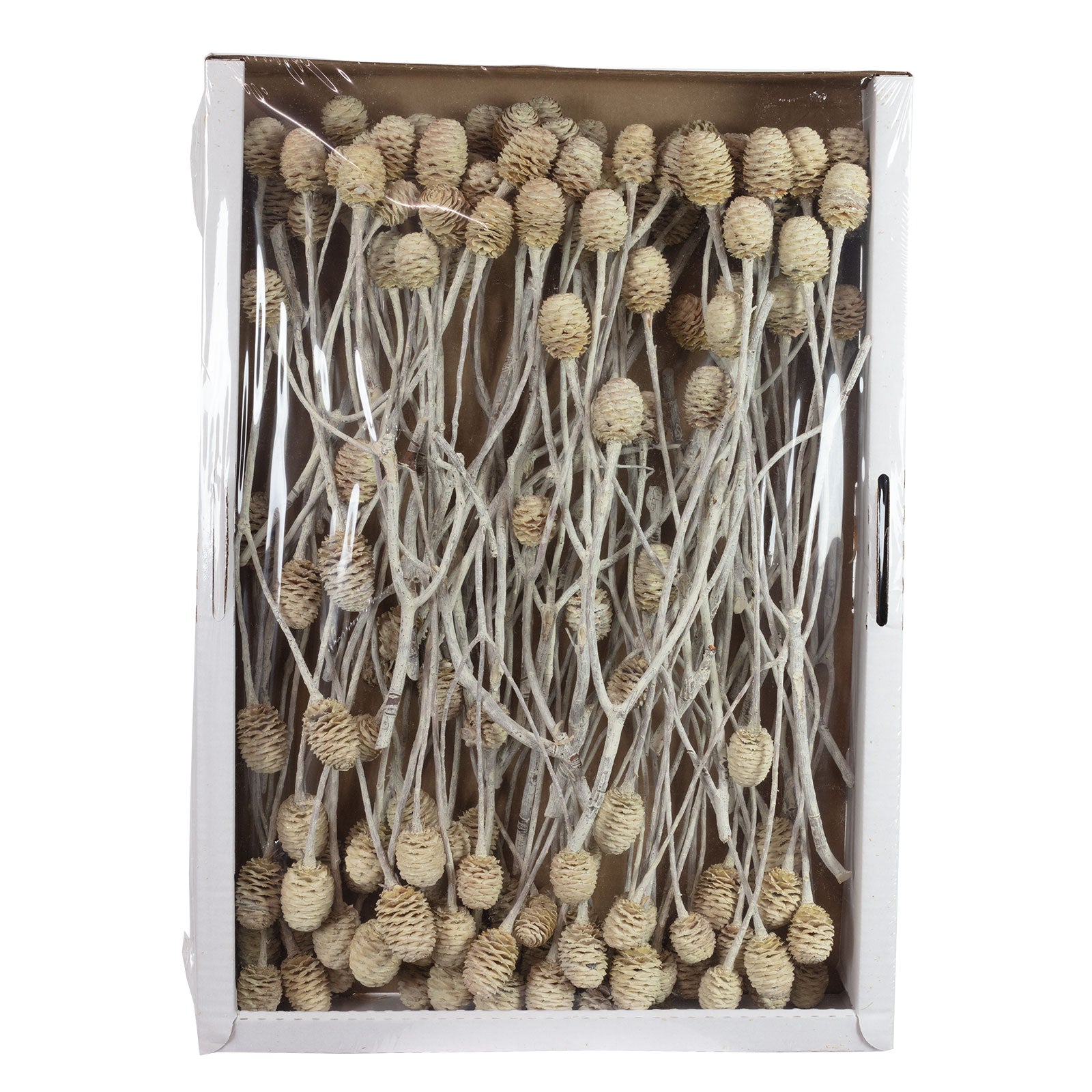 Sabulosumzweige - 3 Kopf - 50 Stück - frost-creme