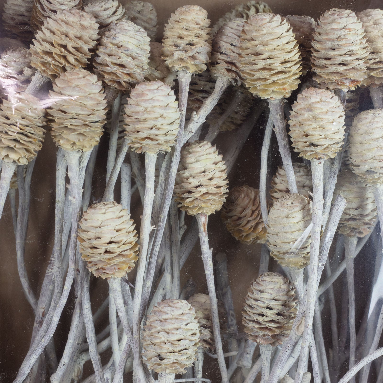 Sabulosumzweige - 3 Kopf - 50 Stück - frost-creme