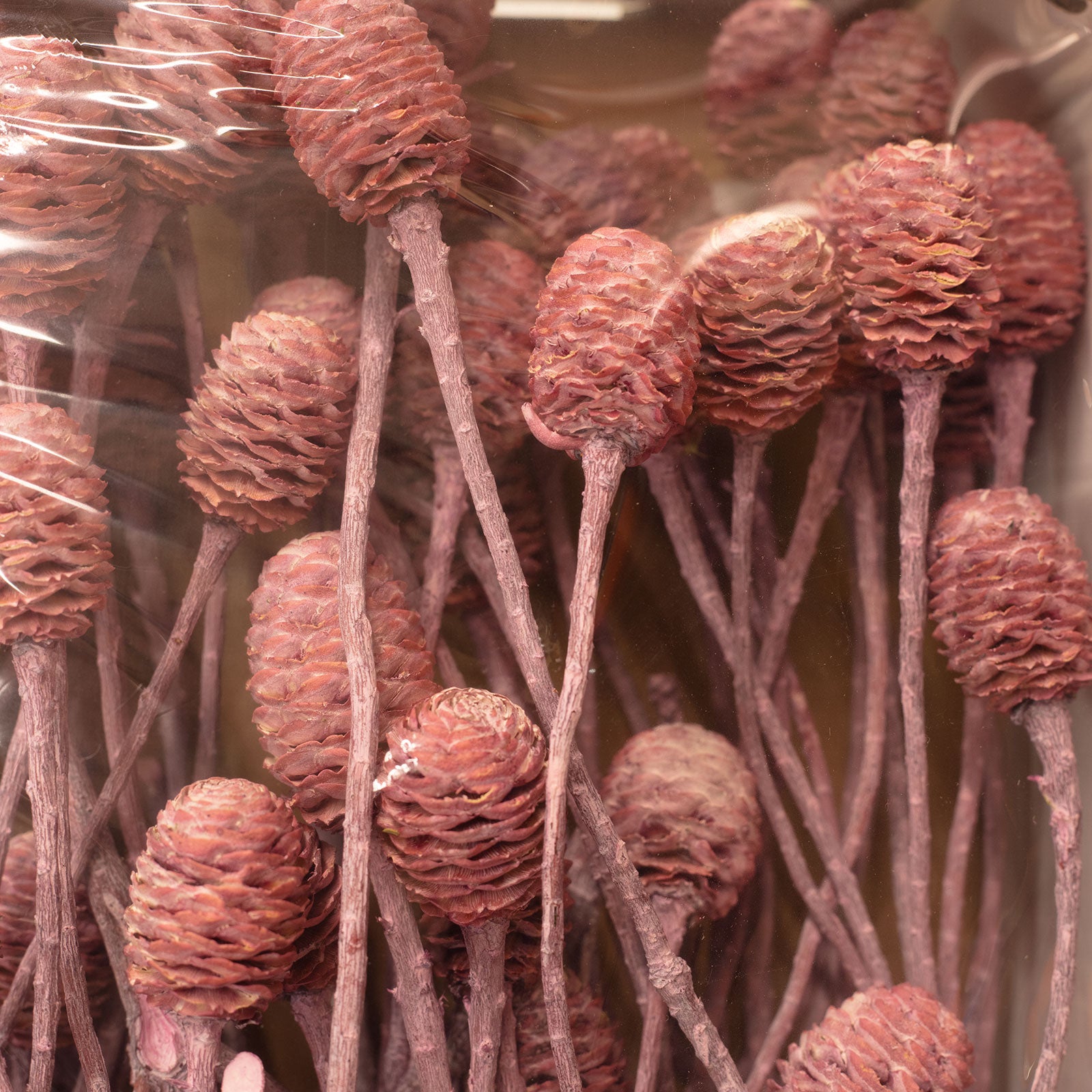 Sabulosumzweige - 3 Kopf - 50 Stück - frost-erika