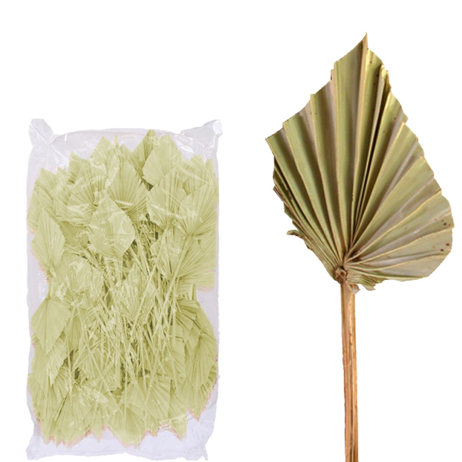 Palmspear ind. groß - 100 Stücl Beutel - natur