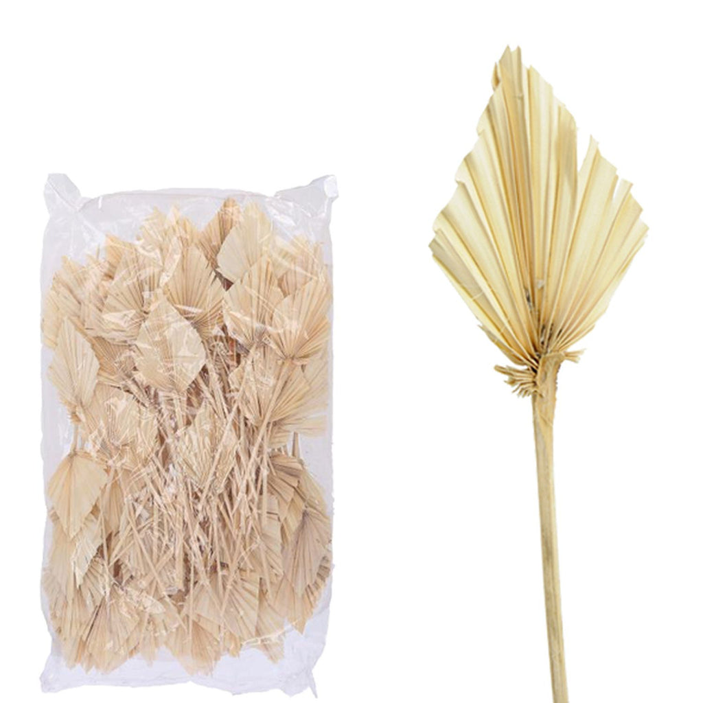 Palmspear indisch groß - 100 Stück im Beutel - gebleicht