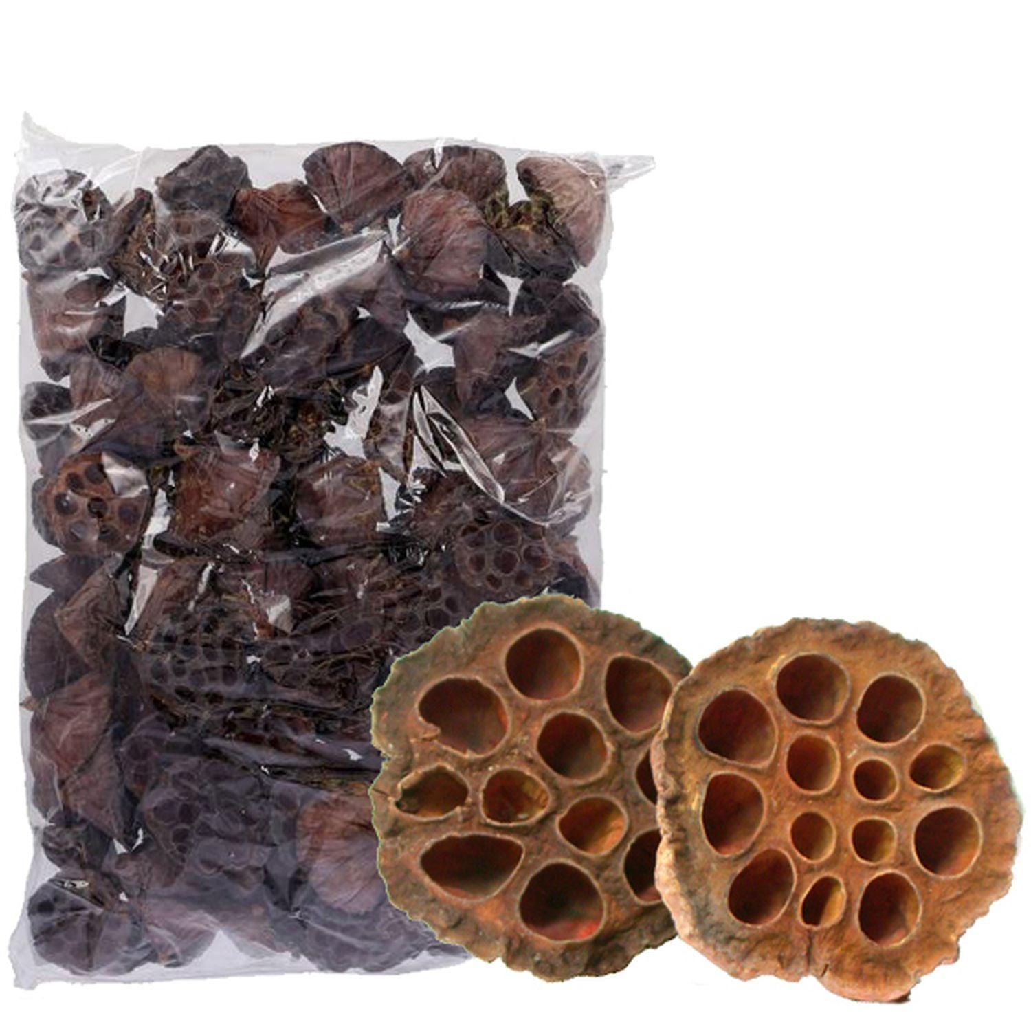 Lotuskolben groß - 100 Stück Beutel - natur