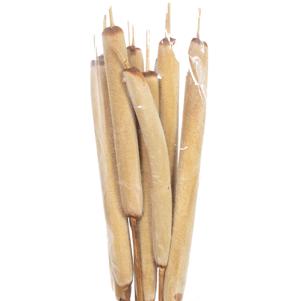 Schilfkolben geraspelt extra groß - 10 Stück - natur