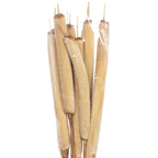 Schilfkolben geraspelt extra groß - 10 Stück - natur