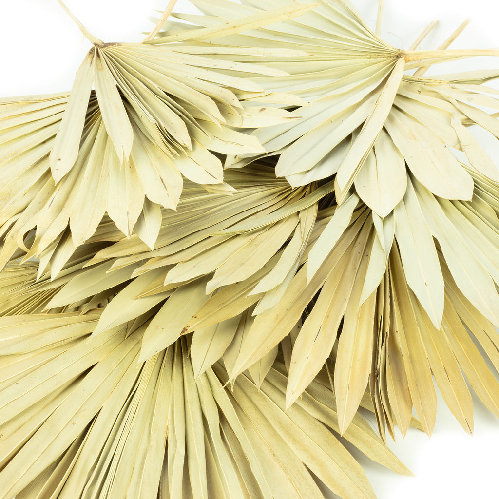 Palmsun mit Stiel - 50 Stück Beutel - natur