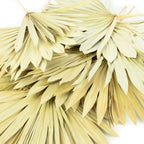 Palmsun mit Stiel - 50 Stück Beutel - natur