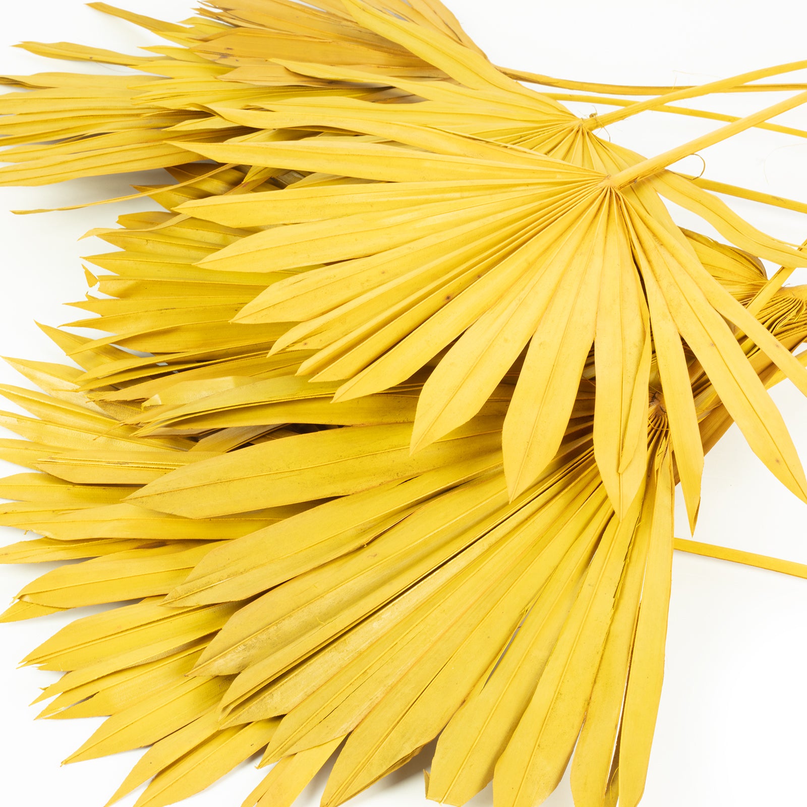 Palmsun mit Stiel - 50 Stück Beutel - curry-gelb