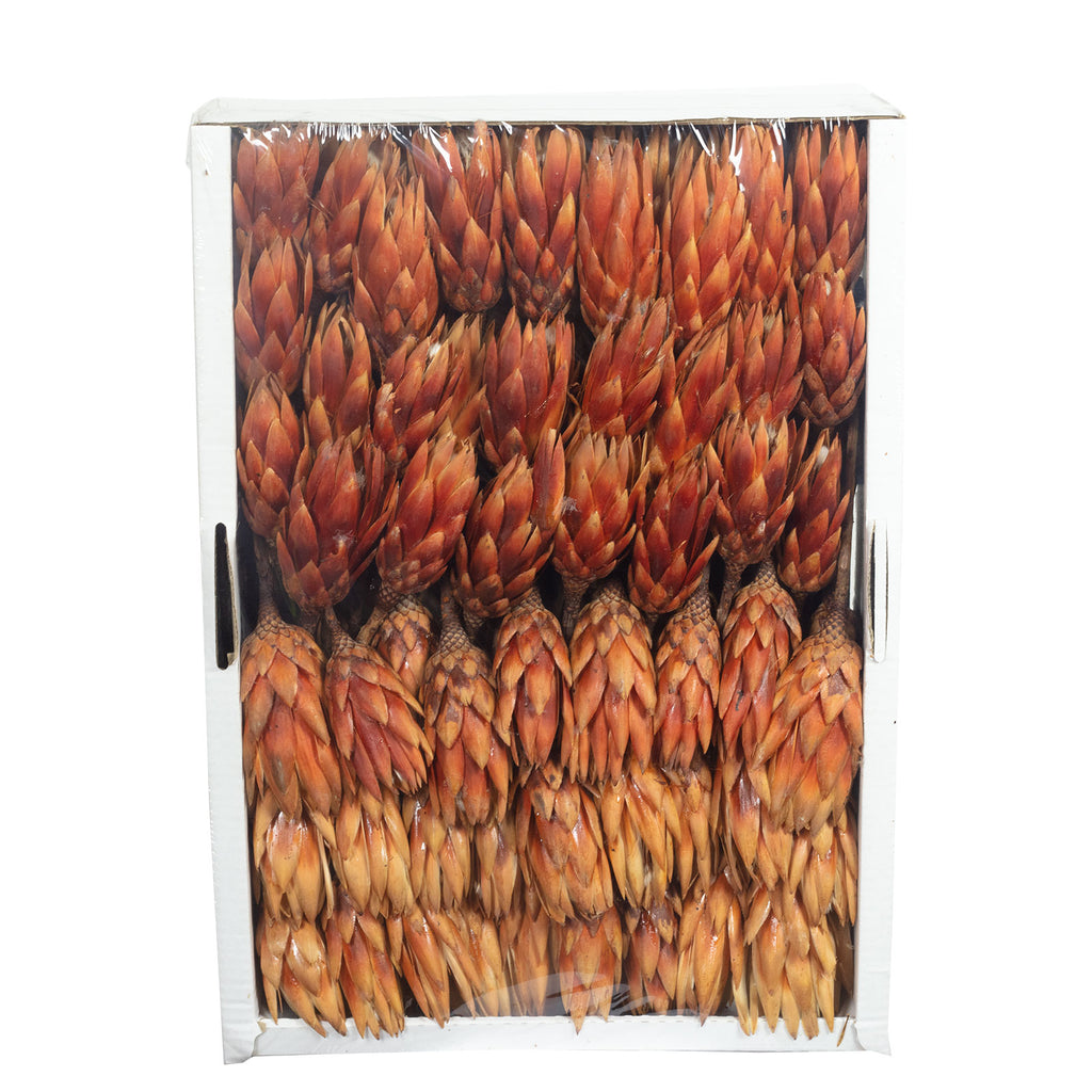 Protea Repens - groß - 100 Stück - hell geflammt