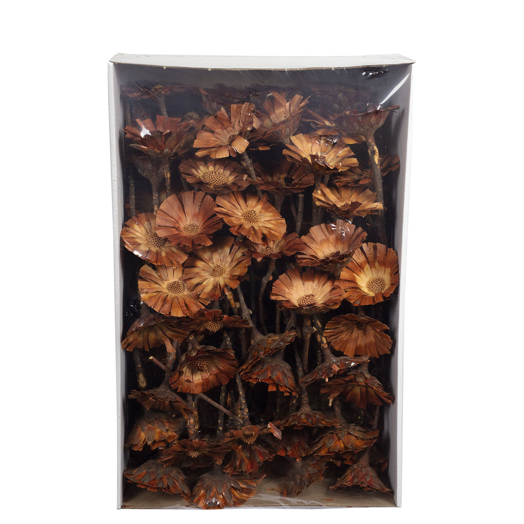 Protea Repens Rosette - 8-9 cm - ca. 100 Stück - hell