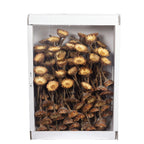 Protea Compacta Rosette - 100 Stück - hell