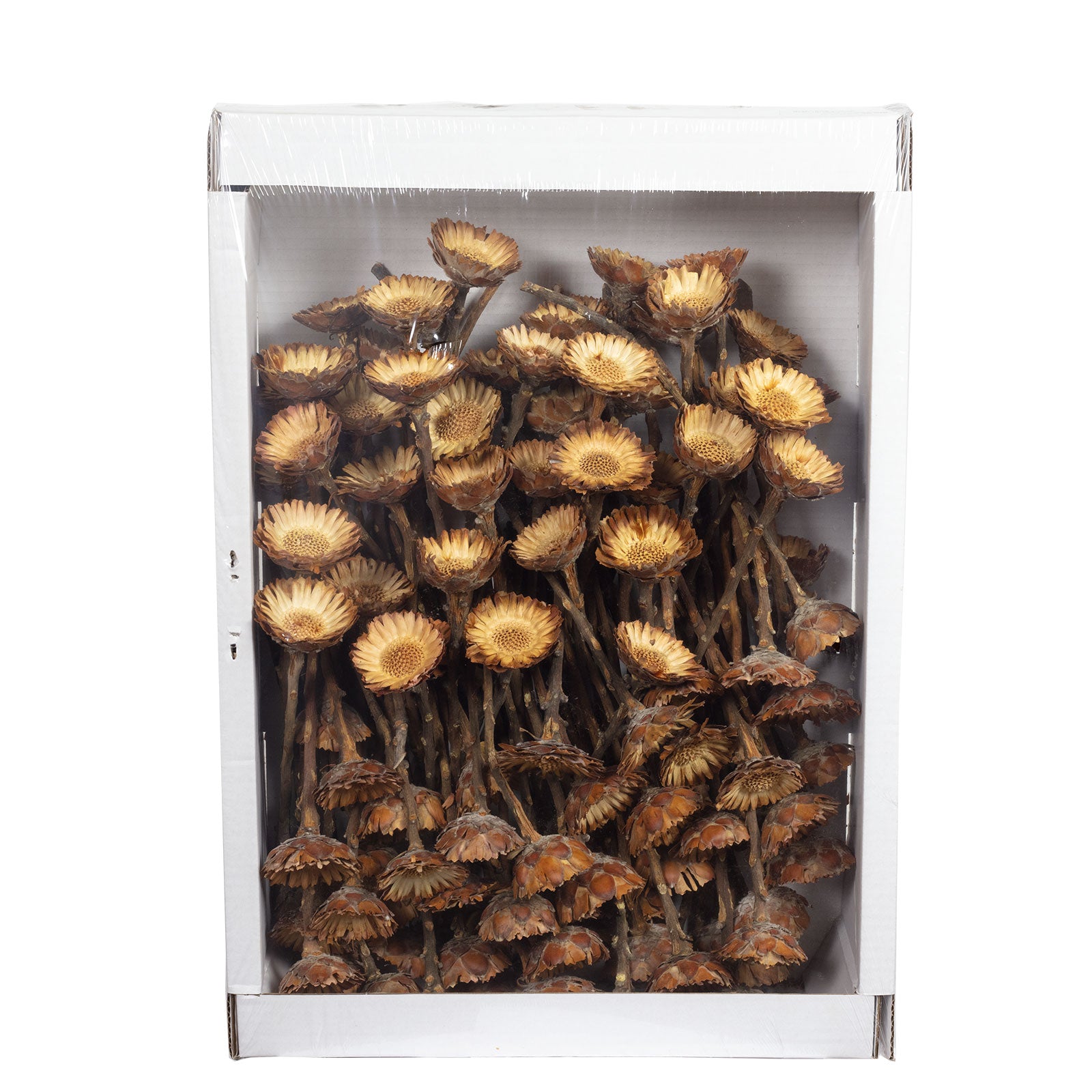 Protea Compacta Rosette - 100 Stück - hell