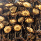 Protea Compacta Rosette - 100 Stück - hell