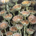 Protea Compacta Rosette - 70 Stück - frost-grün