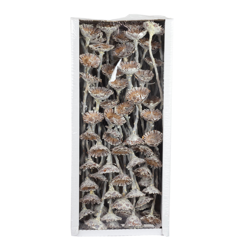 Protea Compacta Rosette - 70 Stück - frost-weiß