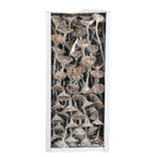 Protea Compacta Rosette - 70 Stück - frost-weiß